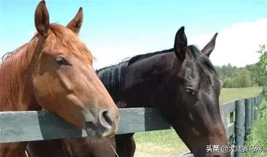 马的致死疾病,马终身得一次病