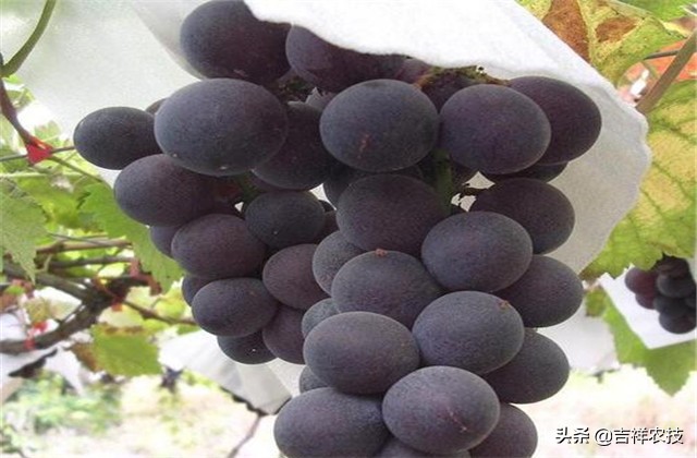 巨峰葡萄种植技术和管理,巨峰葡萄栽培技术全过程
