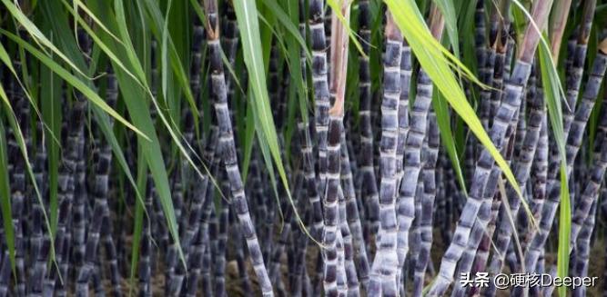 糖为什么是战时的硬通货,糖是战时硬通货