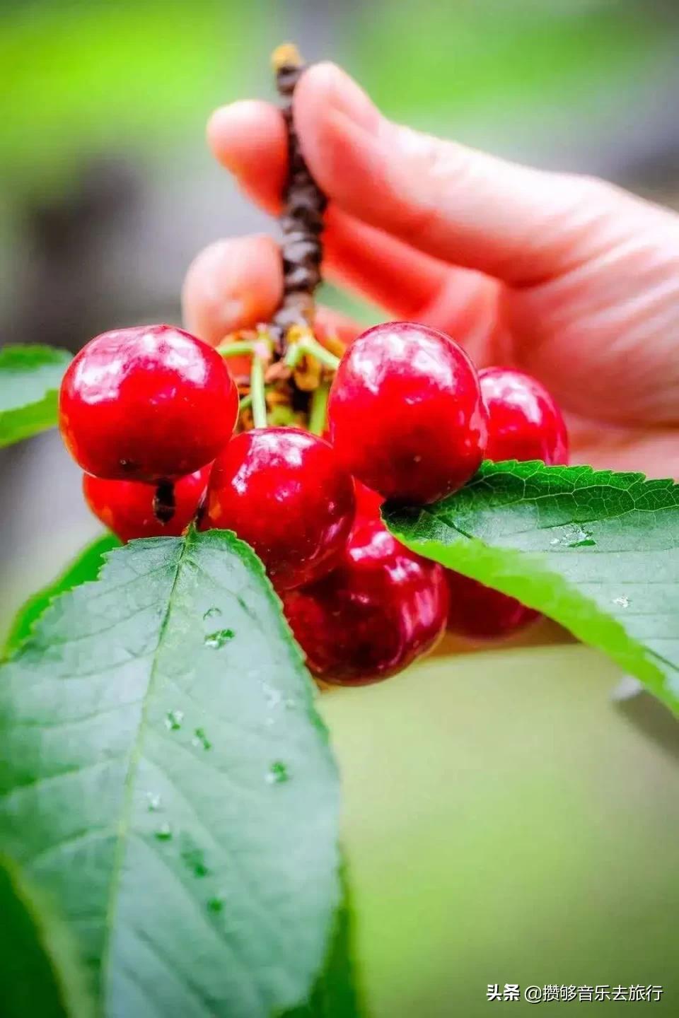 四川阿坝我的家乡,我的家乡汶川特色美景