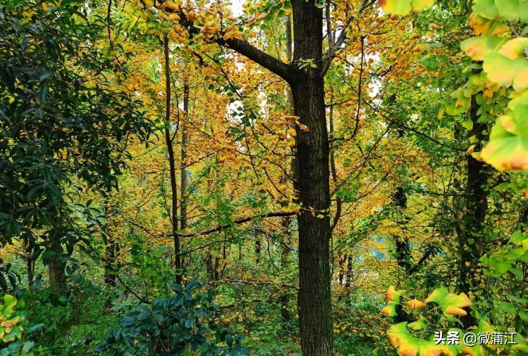 邂逅初冬的西湖,邂逅初冬的美妙韵味