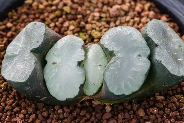 多肉植物好养又容易开花,长相怪异的9种多肉植物