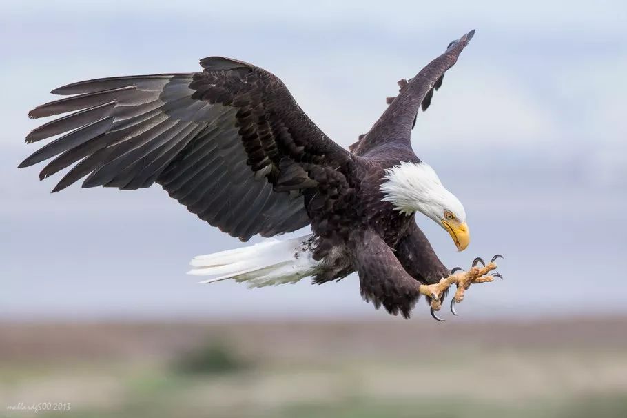 捕捉野山羊,捕捉山羊方法大全
