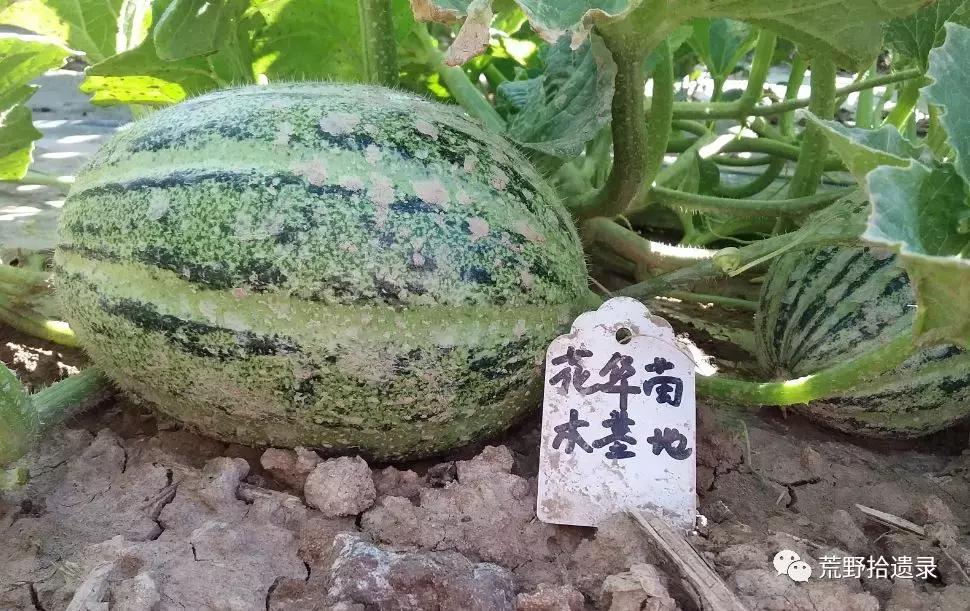 四川适合种植哈密瓜甜瓜品种,甜瓜种植技术新疆哈密瓜
