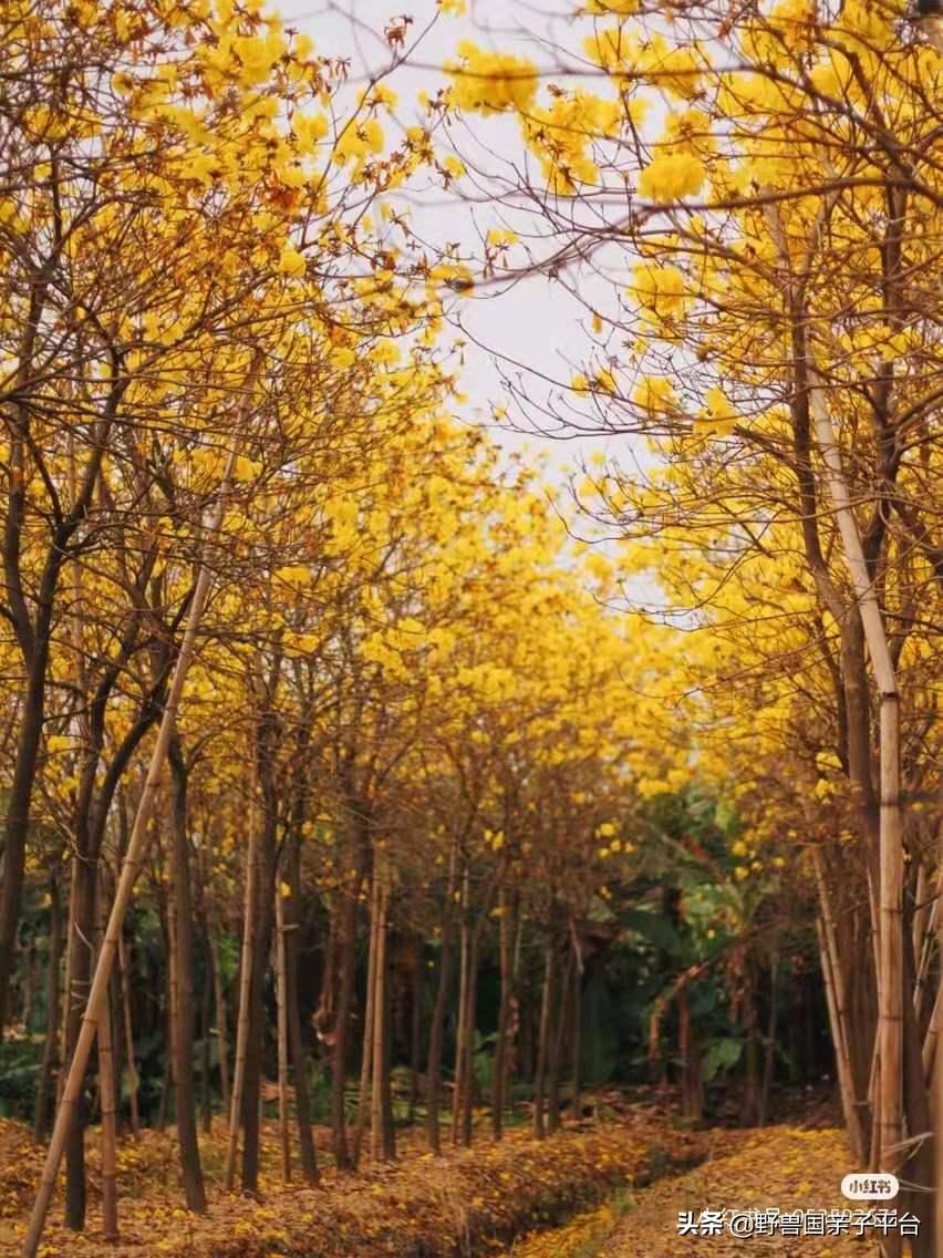春天的花真的很美丽让人向往,春天的花也太美了