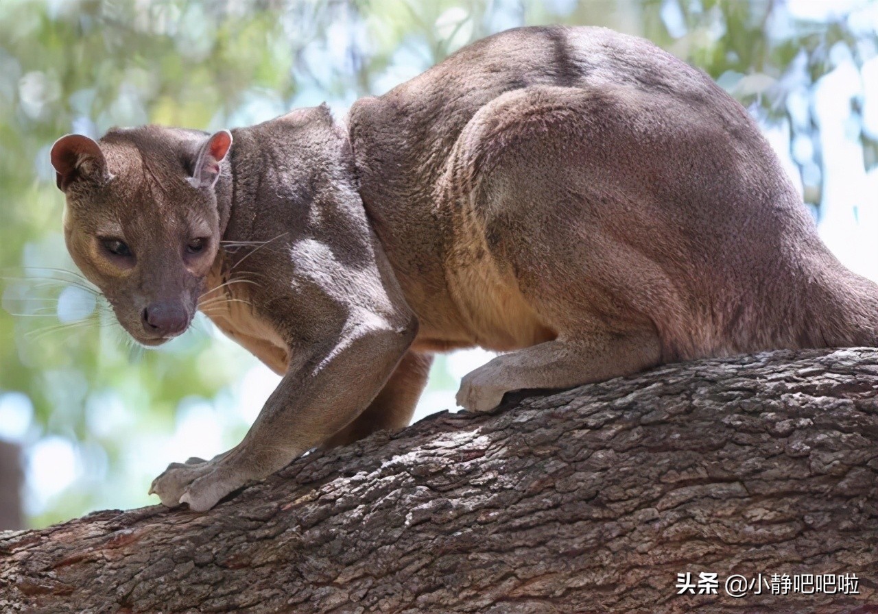马达加斯加奇葩冷知识,你不知道的国家冷知识摩洛哥