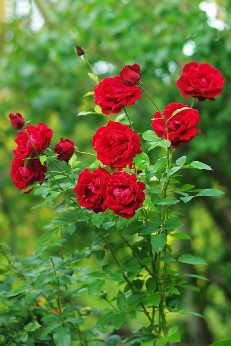 手机壁纸玫瑰花高清图片全屏,三枝玫瑰花一只手手机全屏壁纸