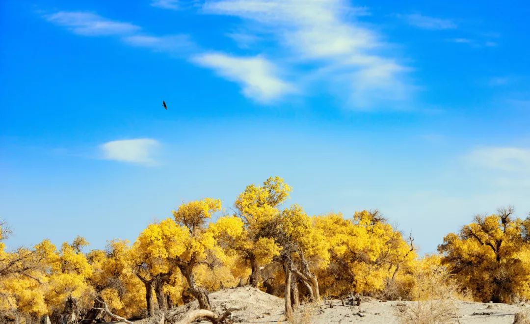 成都到额济纳胡杨林自驾旅游攻略,自驾胡杨林额济纳旗开什么车