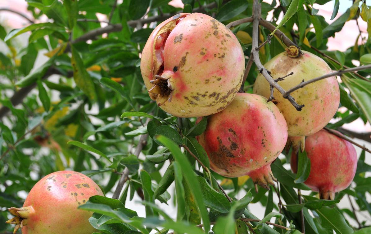 石榴上色裂果什么原因怎么防治,石榴裂果什么原因怎么防治