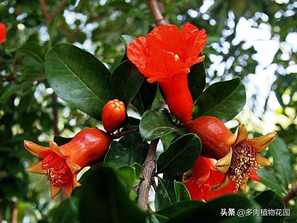 在家种果树苗,在家种植石榴籽