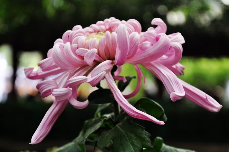 深秋的私语,美文美图经典欣赏