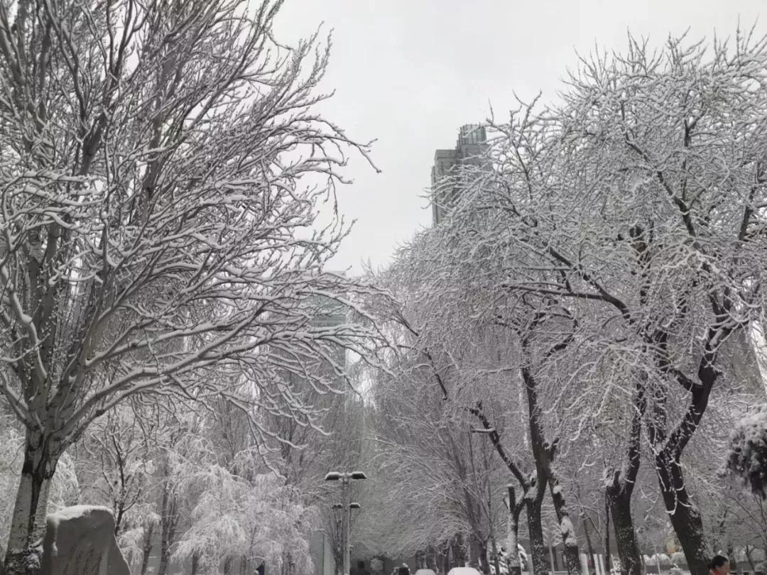 辽宁大学和鲁迅美术学院,辽宁省鲁迅美术学院是985吗