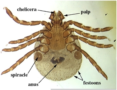 狗狗耳朵里长吸血蜱虫,狗狗身上的蜱虫幼虫