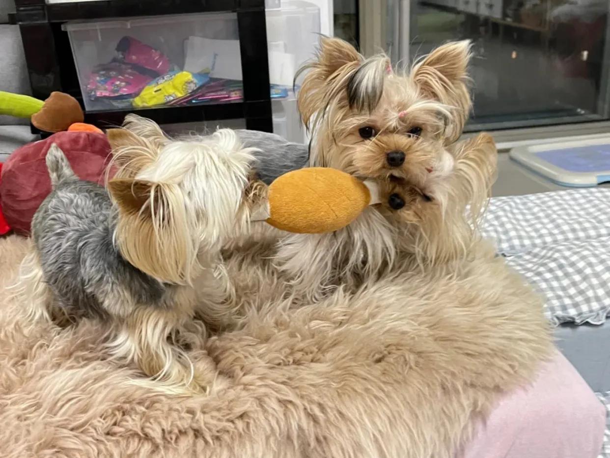 约克夏常见疾病及处理办法,一般约克夏会有什么病