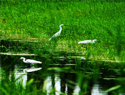淄博高青慢城视频,山东高青慢城景区