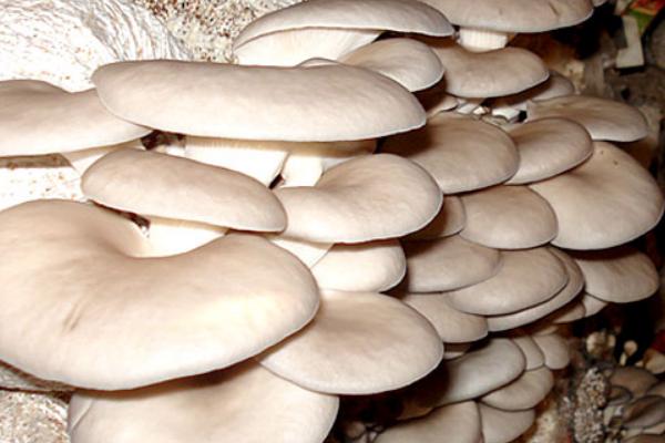 阳台平菇第二茬种植方法,阳台种葱种菜技术