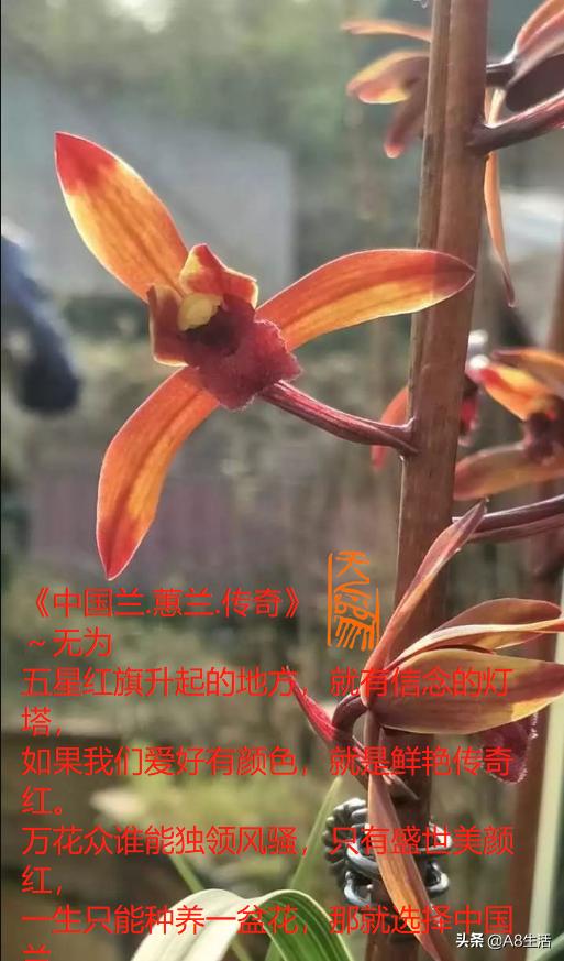 兰花蕙兰绝品传奇,每日一品茶叶