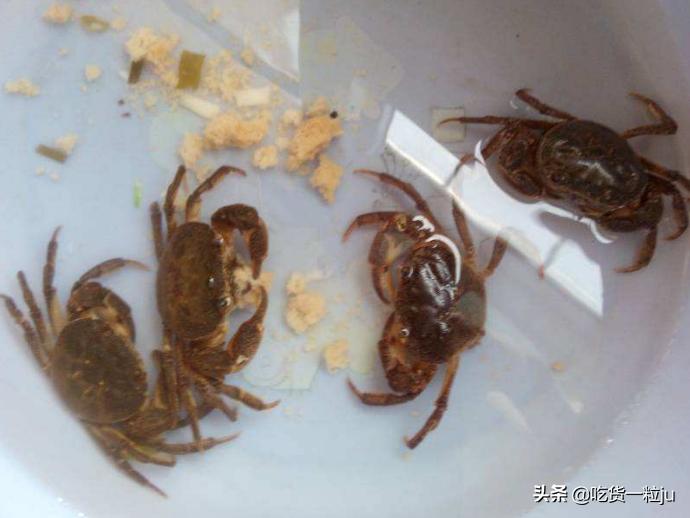 螃蟹煮熟了保存还是生的保存,螃蟹保存方法保存时间