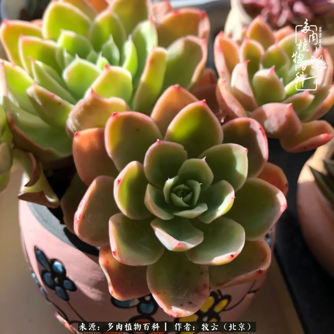 多肉植物一样的生机勃勃,多肉生活充满诗意