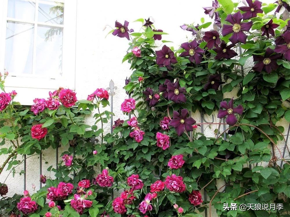 铁线莲折扣,铁线莲哪款值得入手