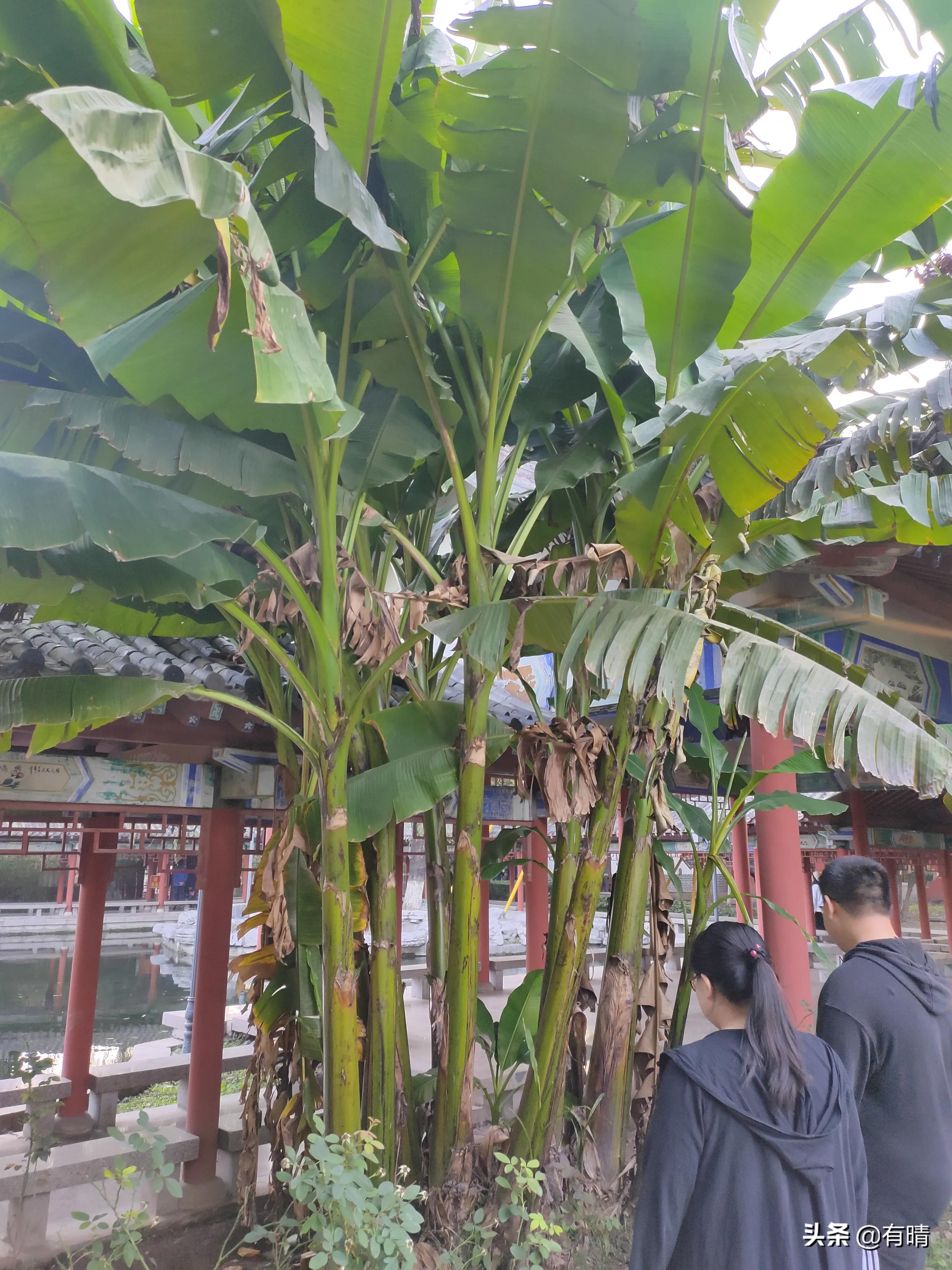 章丘景点百脉泉,七十二泉之章丘百脉泉