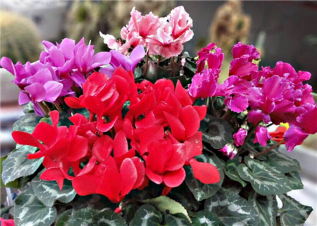 仙客来盆栽制作视频,仙客来一盆变十盆