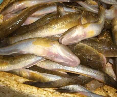 海鲜大全,最全海鲜冷知识