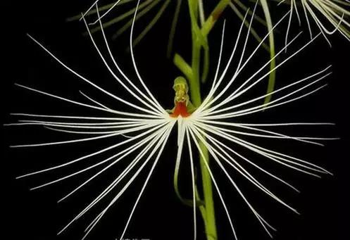 世界上有多少种花朵罕见 (最罕见的十大花朵排行榜)