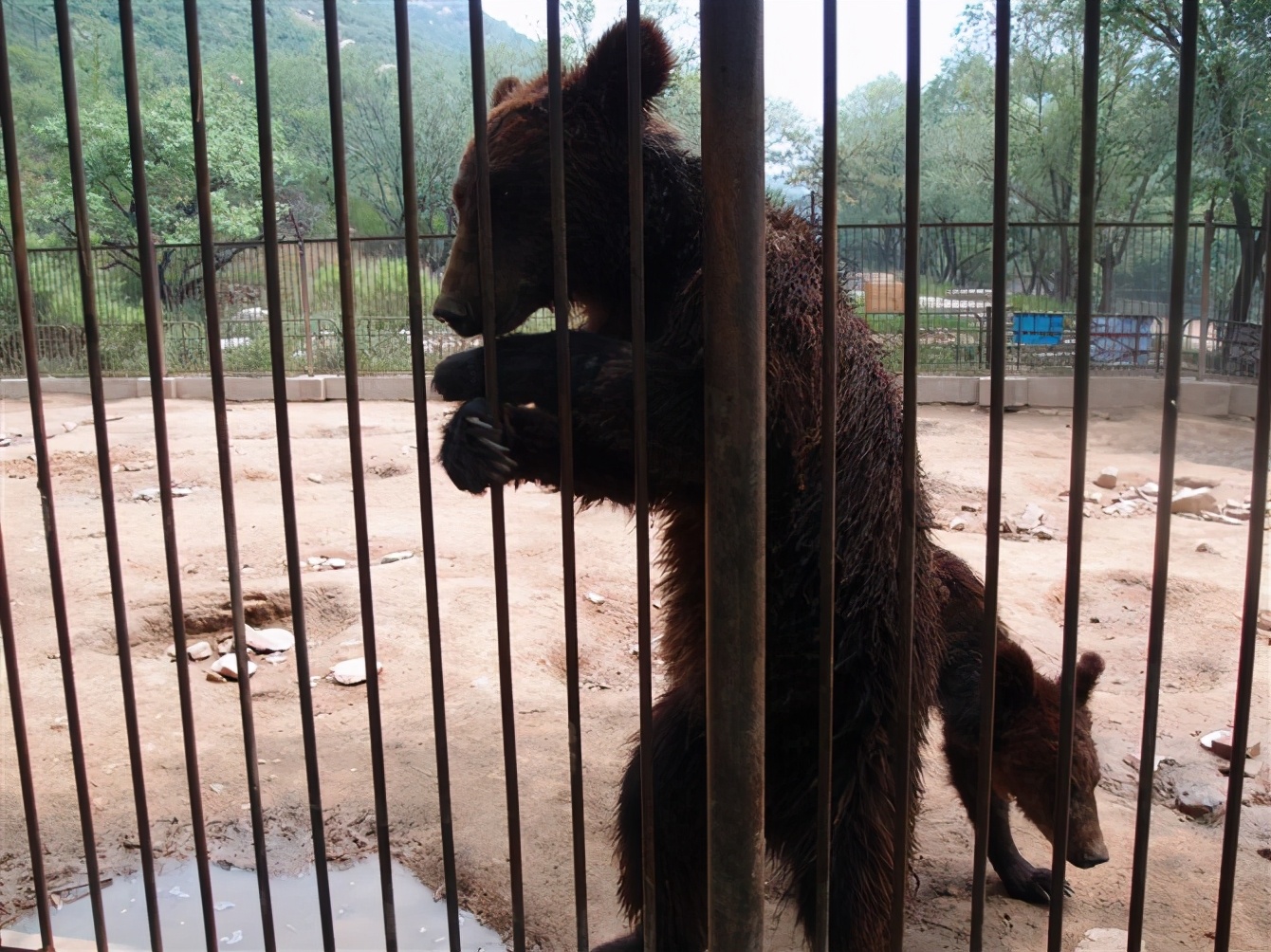 八达岭动物园观看老虎,八达岭动物园游玩