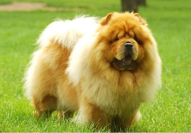 松狮犬适合女生养吗,养松狮犬每月大概花费多少钱