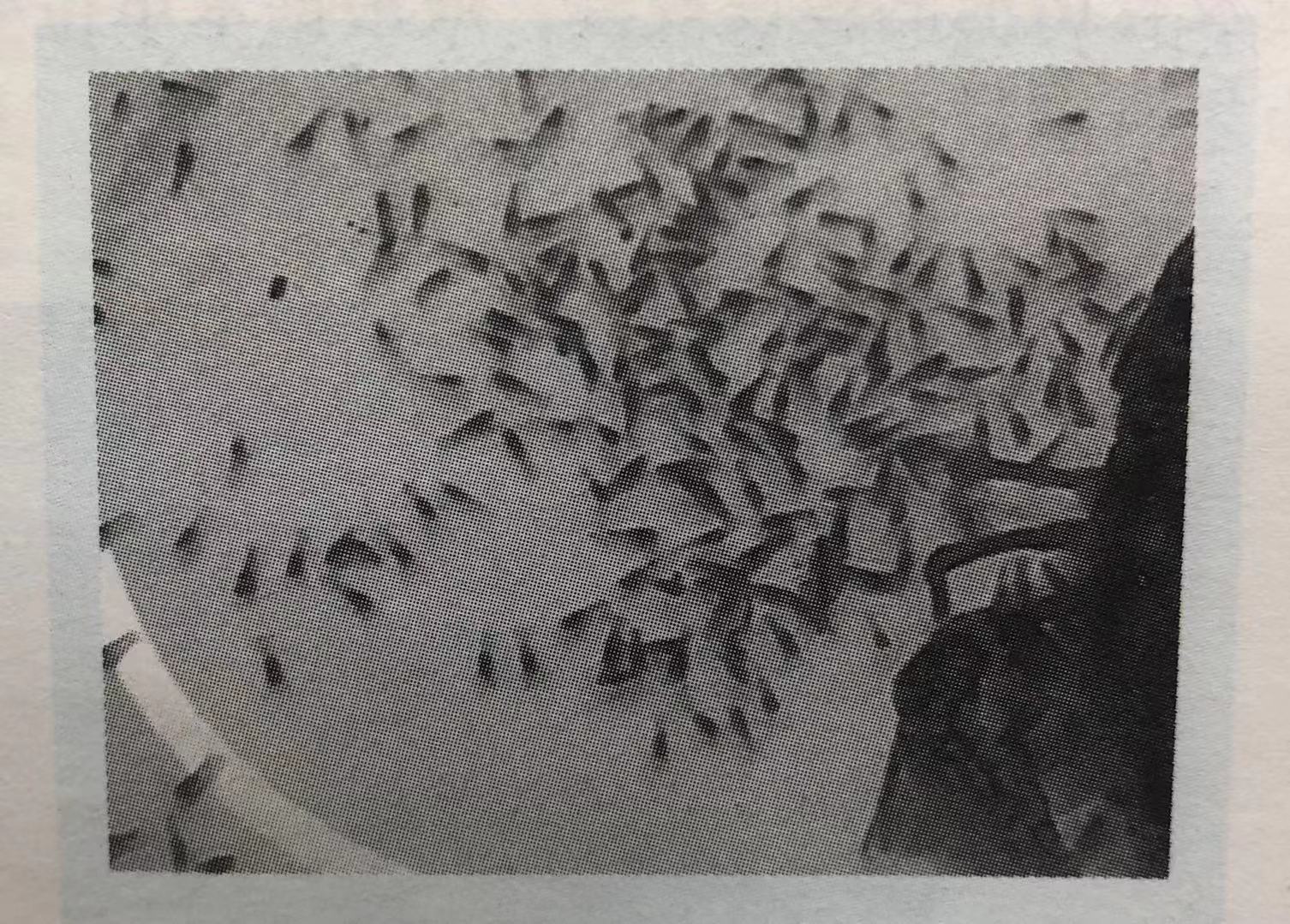 小龙虾育养分区技术要点,小龙虾养殖的高效方法