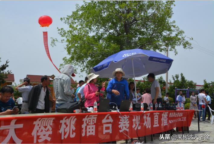 樱桃树如何正确种植,樱桃好吃树难栽真的就这么难么