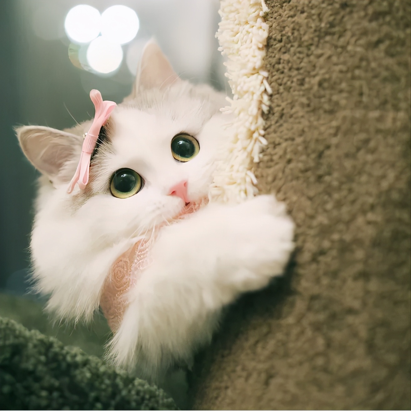 英短怎么养才变得粘人,美短粘人还是英短粘人