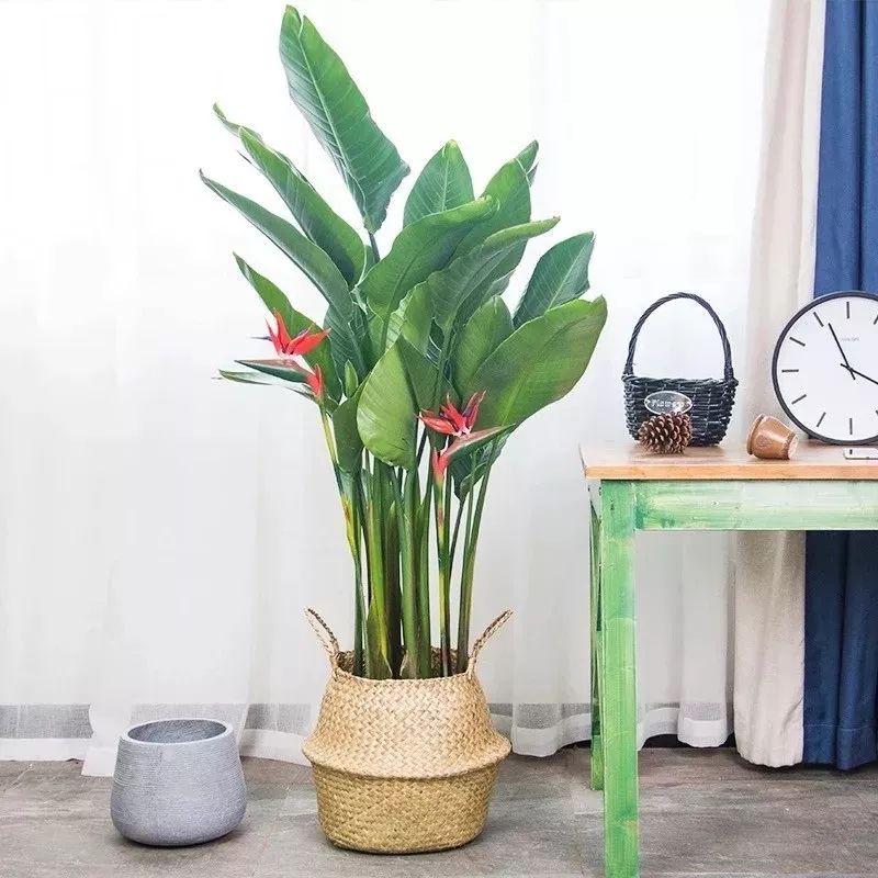 吉祥兰品种大全,六种吉祥兰花