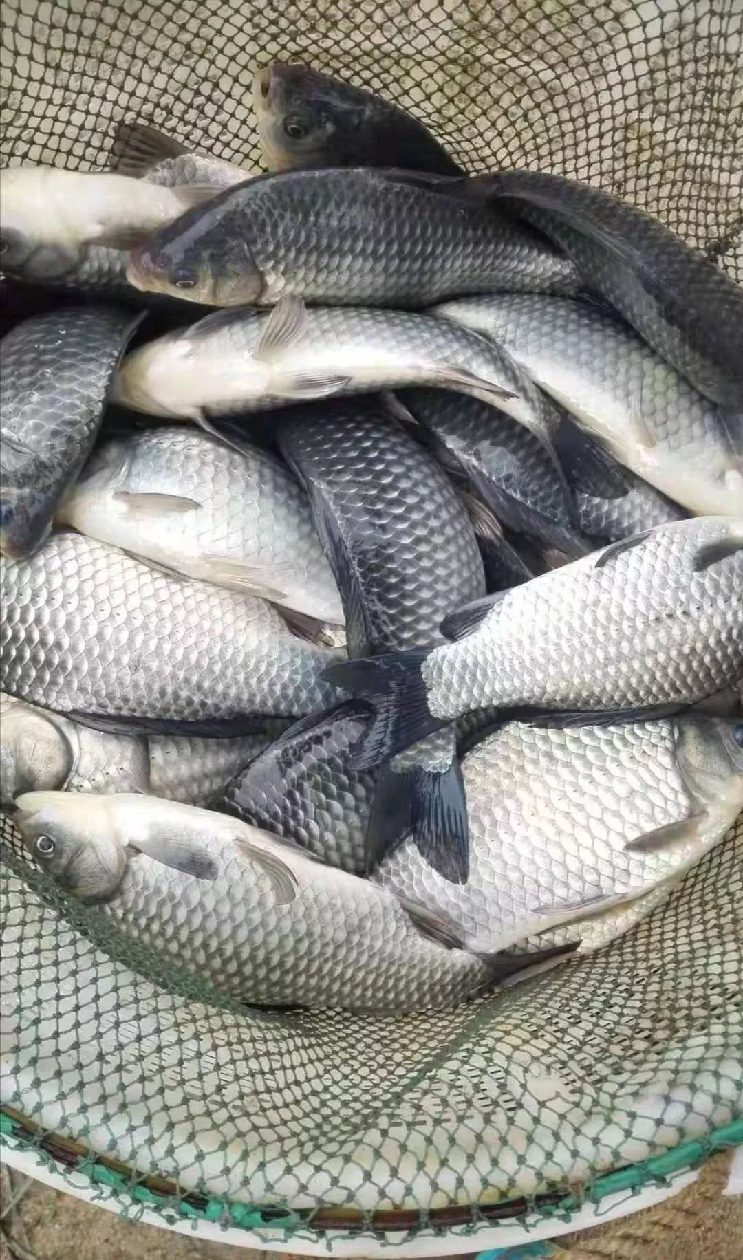 水产鱼类现在行情适合养鱼吗,未来5年鱼价怎么样