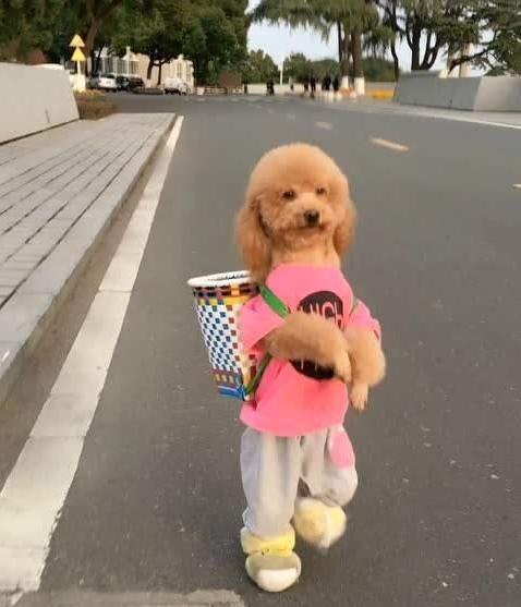 泰迪犬大便稀是怎么了,泰迪犬大便有白色黏液