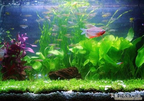 冬天使用加热棒需要盖吗,冬天使用太阳能注意事项