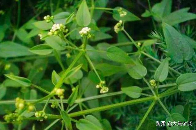路边常见一种野草堪称止血良药,农村这种野草名字霸气功效多