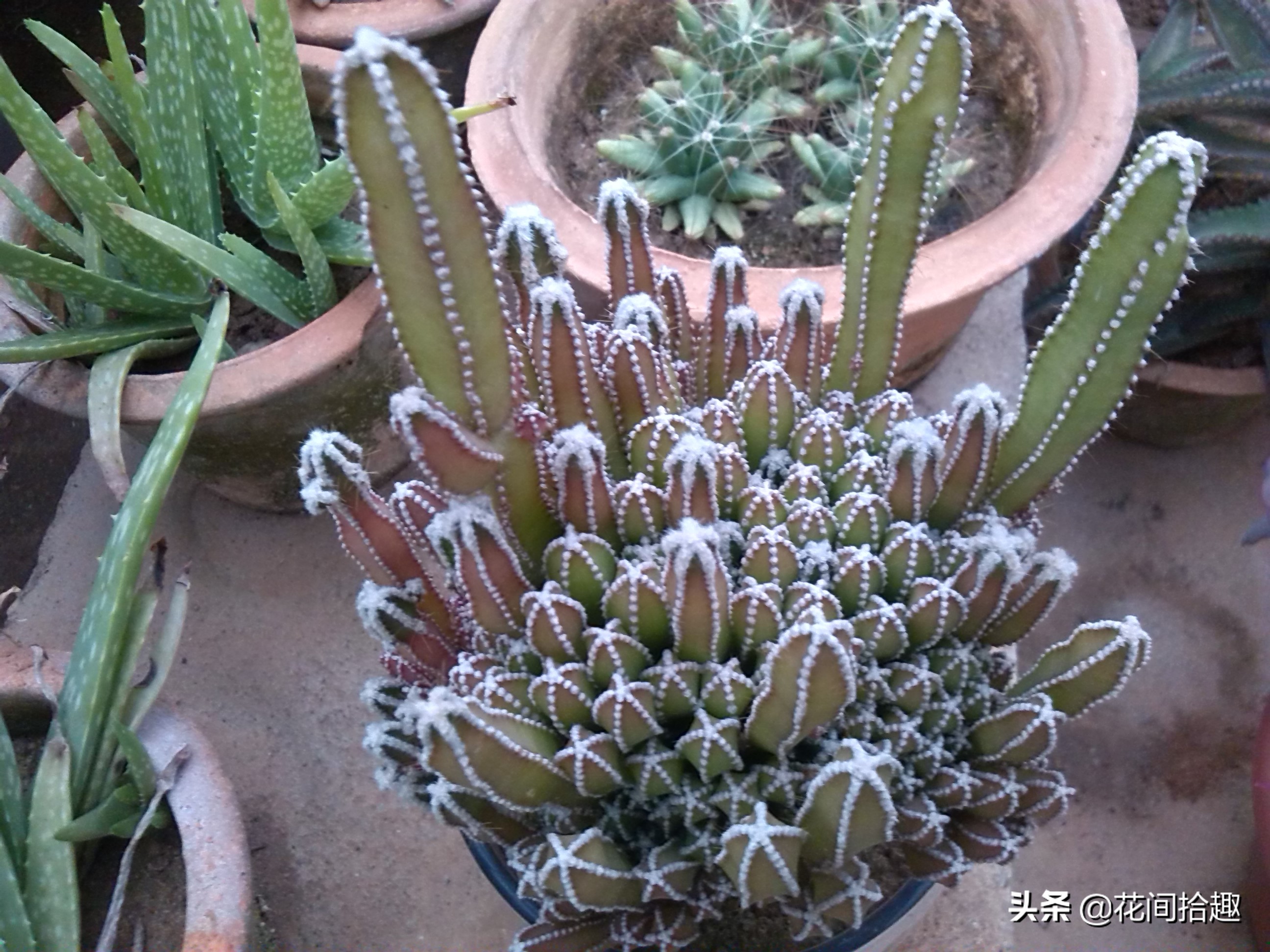 万重山仙人掌属于多肉植物吗,万重山多肉植物仙人掌易养