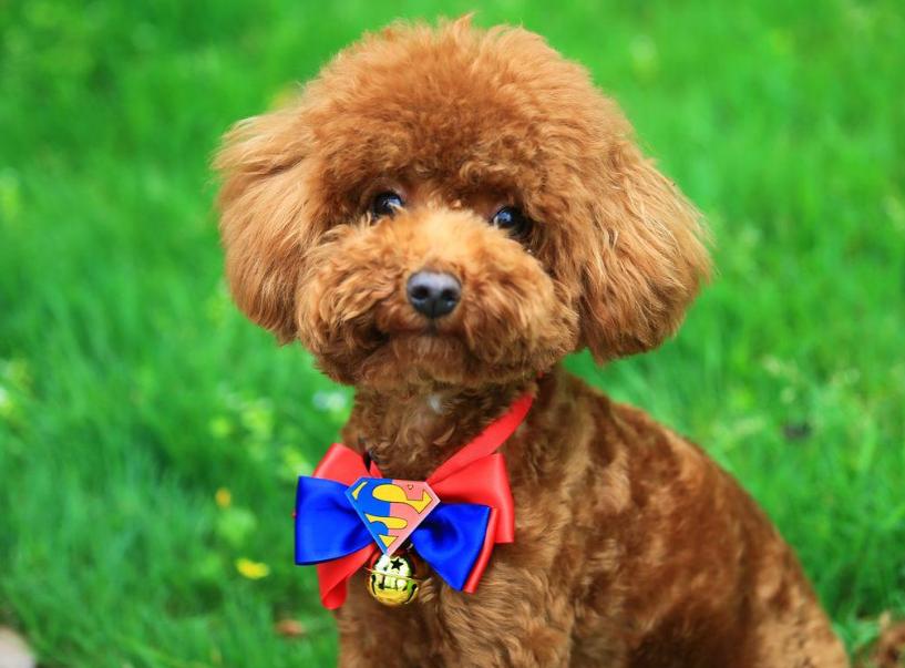 泰迪狗狗能天天吃胡萝卜吗,泰迪幼犬可以每天吃胡萝卜吗