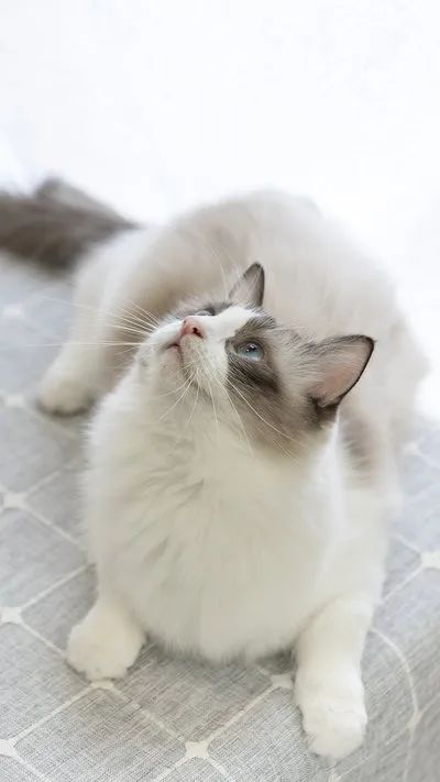 猫宫别院繁育猫庄园,猫宫庄园