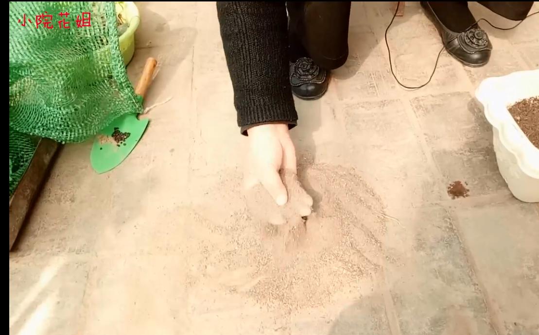 为什么牵牛花四天就会长出芽,牵牛花是在什么时候出芽的