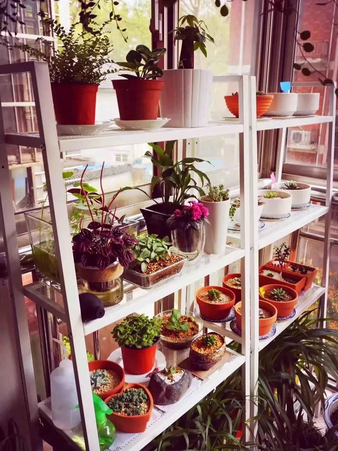 没花园怎么种花？从东北到广东，4位大神在室内种出植物园，绝美