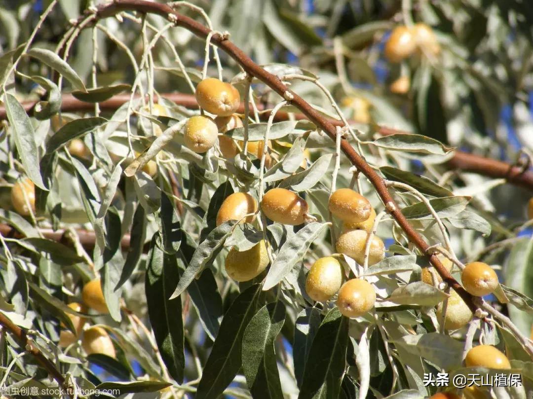 野外发现珍贵的植物千万要注意,新疆南疆常见荒漠野生植物