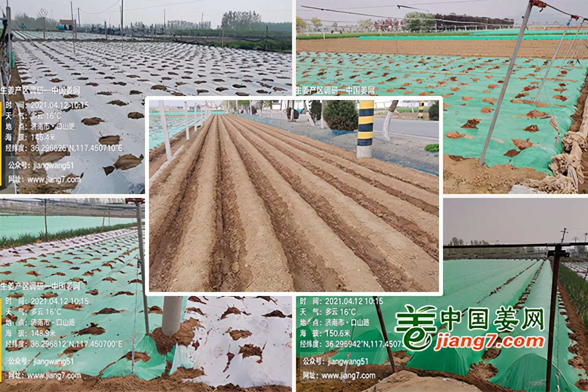 莱芜生姜一亩产量,莱芜生姜已拥有多少年的种植历史