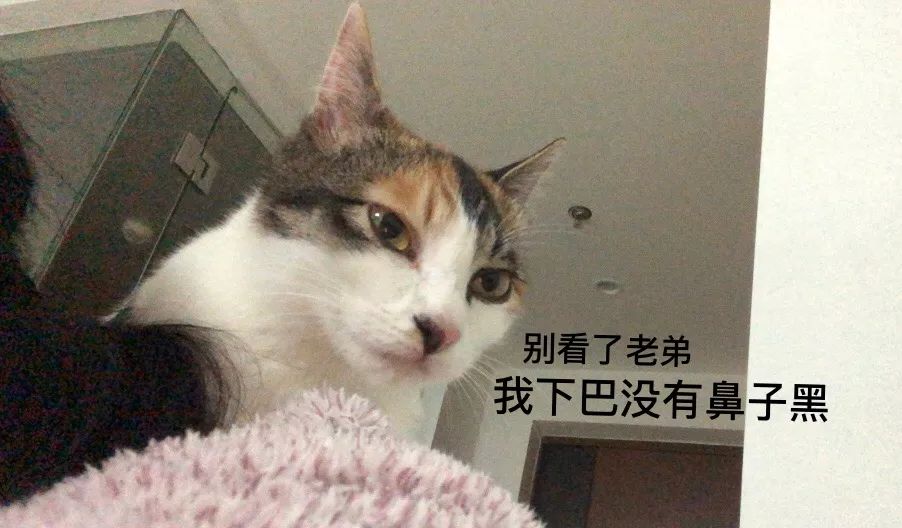 怎么预防猫咪黑下巴,三分钟搞定猫咪黑下巴问题