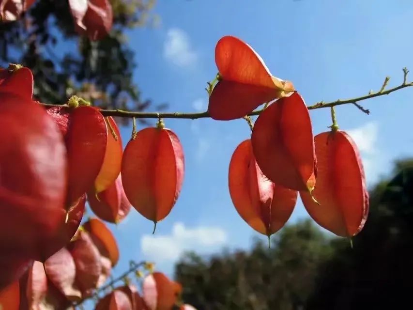 草木人间和燃冬,草木和人间