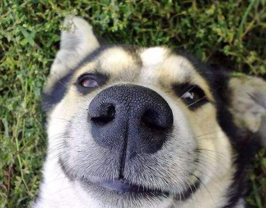 狗狗吃什么能变成黑鼻头,狗狗的黑鼻头变白是什么原因