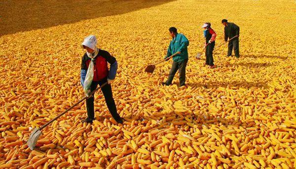 2020高考时政热点-华南前汛期和粮食安全问题