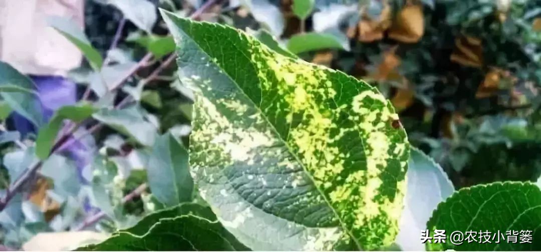 苹果病毒病防治特效药,苹果病毒最佳防治方法